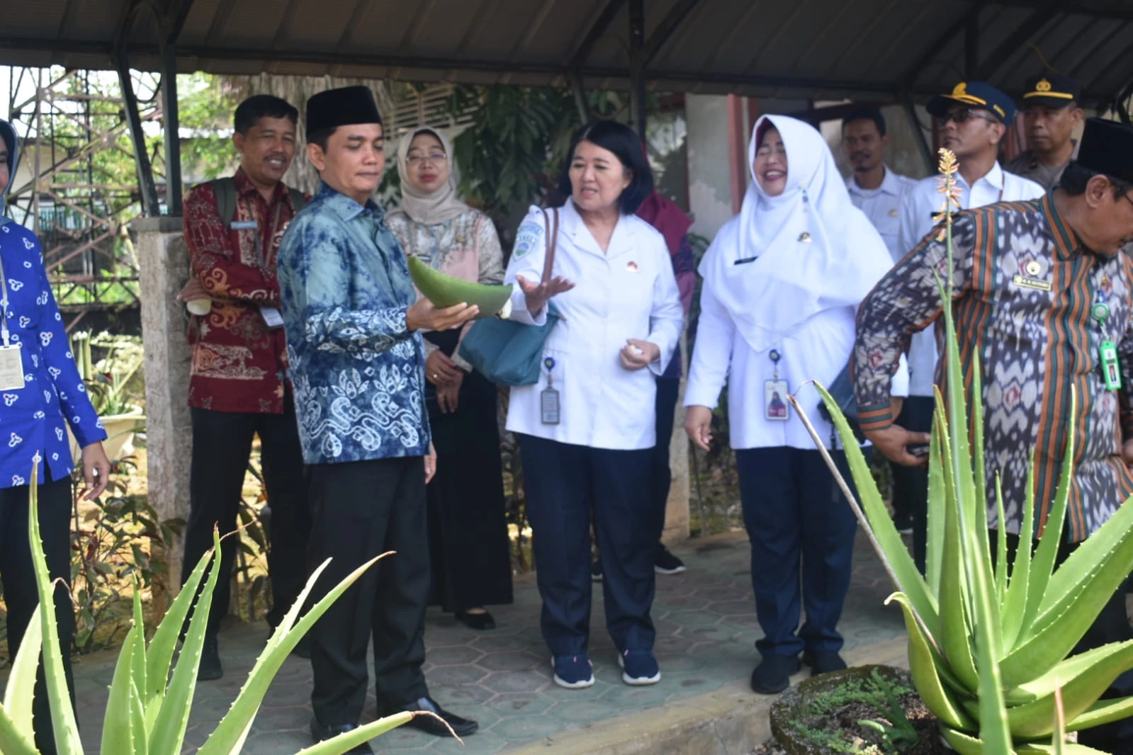 Tingkatkan Produksi Aloevera, Petani Manfaatkan Informasi Cuaca