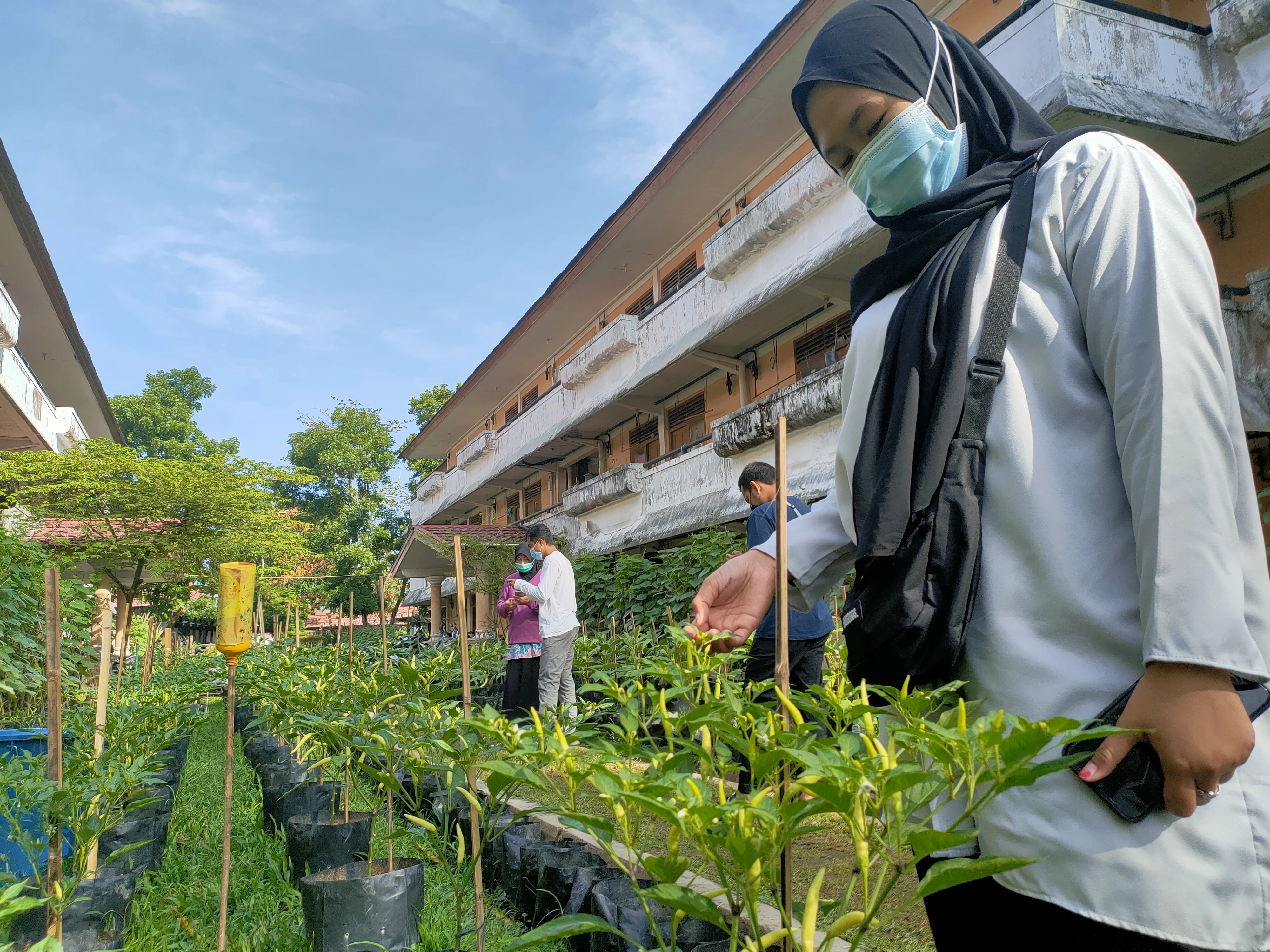 Untan Village Manfaatkan Pekarangan Dengan Tanaman Organik