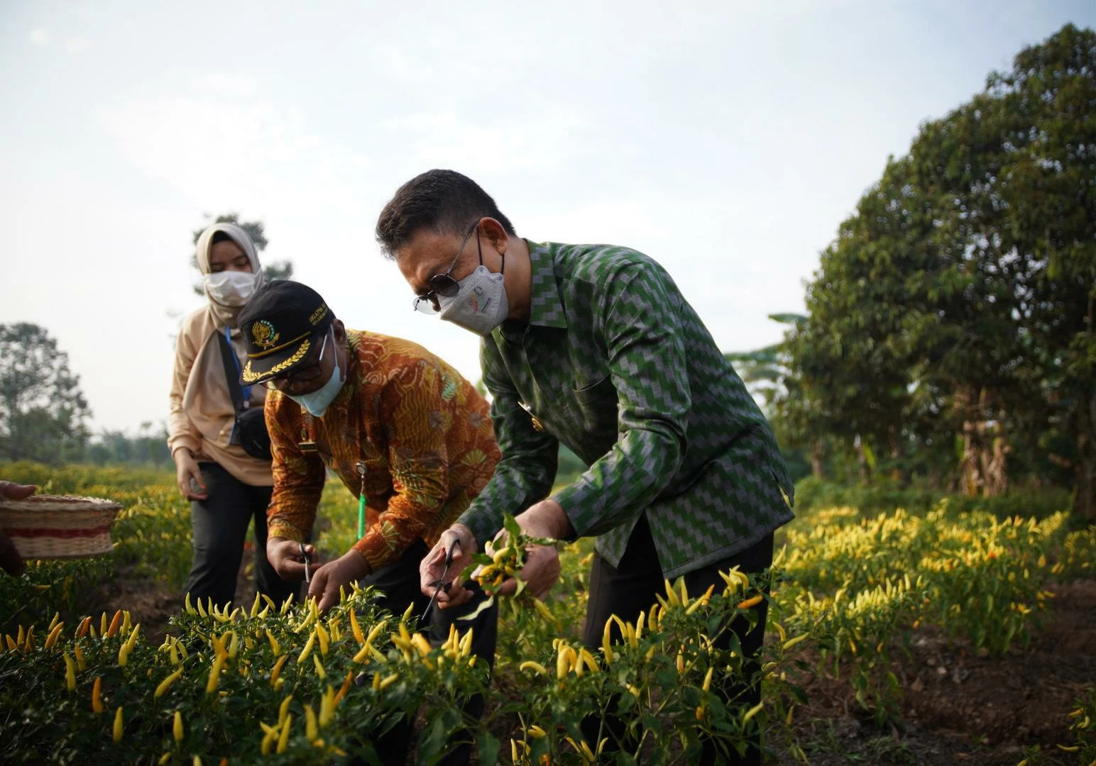 Wali Kota Kampanyekan Tanam Cabai di Pekarangan