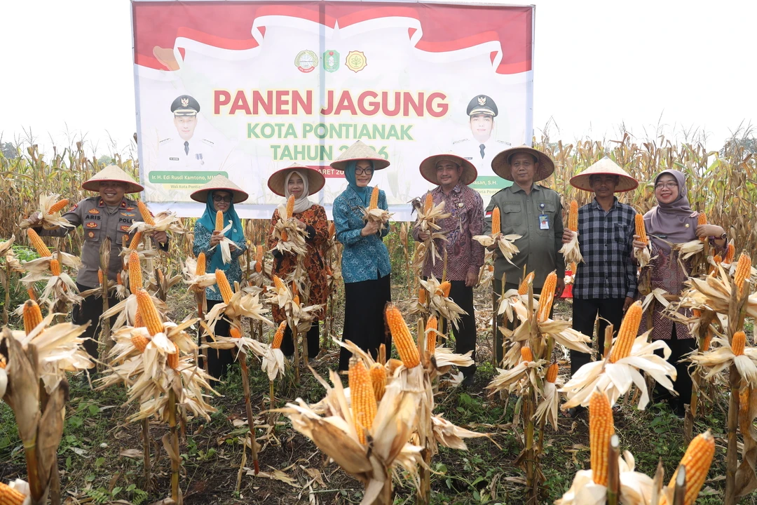 Panen Jagung Perdana di Pontianak Utara, Dukung Swasembada Pangan Berkelanjutan