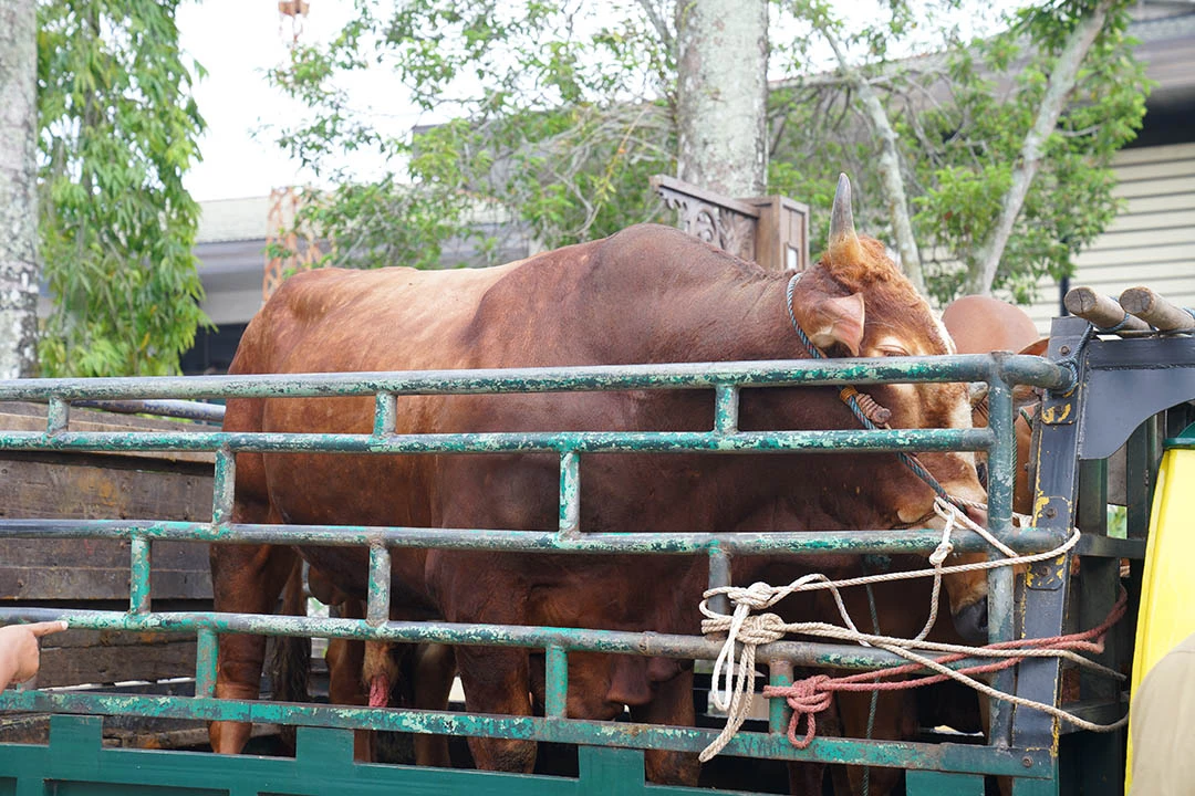 Menjelang Idul Adha, Wali Kota Pastikan Sapi Terpapar PMK Diantisipasi