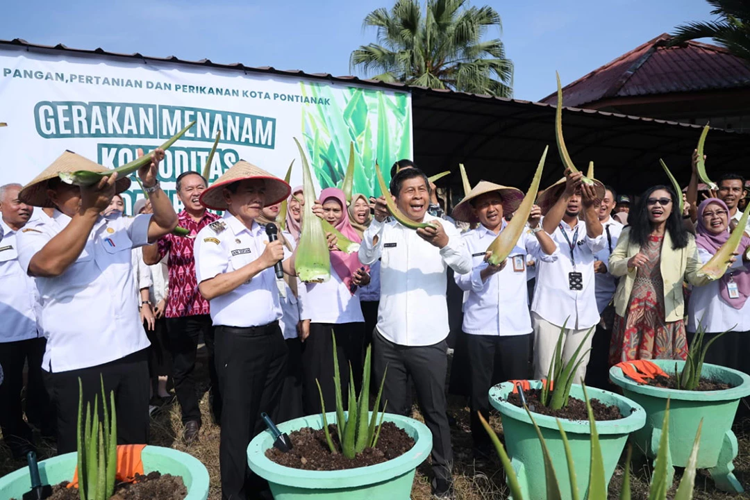 Pontianak Galakkan Kembali Tanaman Lidah Buaya