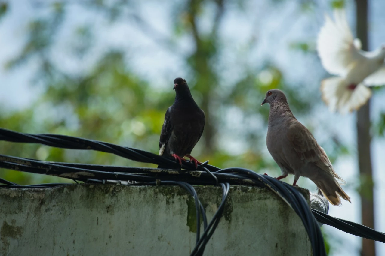 Pemkot Berencana Bangun Taman Burung di Kolam Renang Ampera Pemkot Berencana Bangun Taman Burung di Kolam Renang Ampera